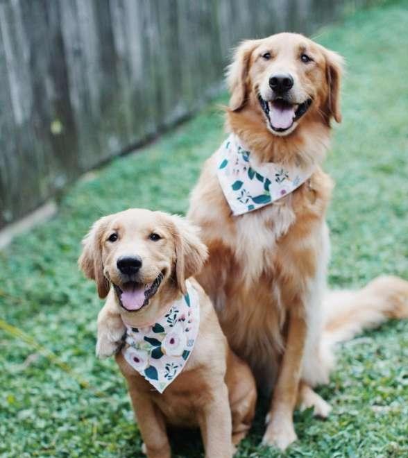 金毛合照总爱搭妹妹肩, 长姐风范维持半年