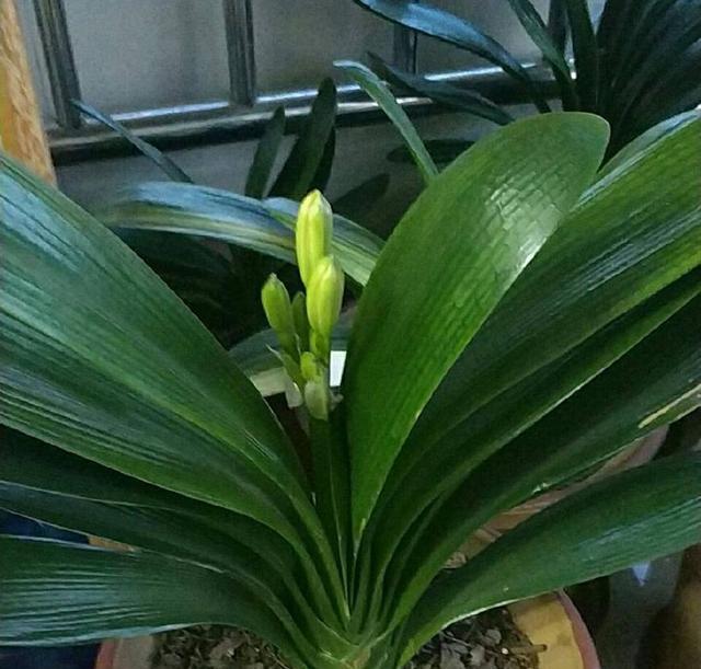 过完夏天以后,君子兰叶片底部干枯死亡是什么病?该怎么办?