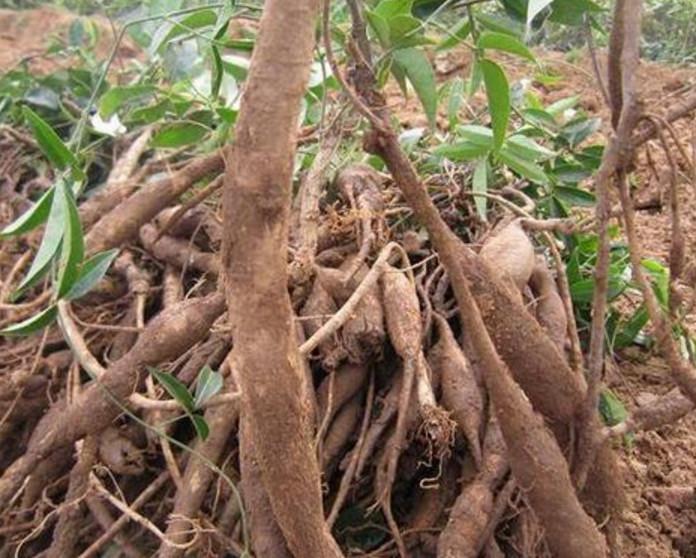 由于牛大力的功效很好,加上近几年农村很多地方都