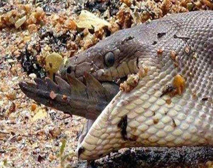 巨蟒绞杀鳄鱼艰难吞下, 肚子撑的动弹不得, 无法离开河边!