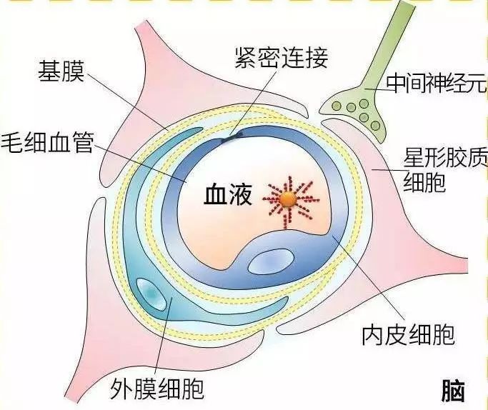 血液中多种溶质从脑毛细血管进入脑组织,有难有易;有些很快通过,有些