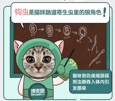 感染了钩虫会引起猫咪呕吐腹泻,便血,严重贫血,营养不良,被毛粗乱.