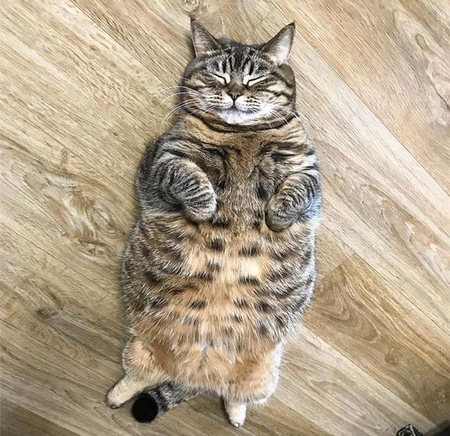 哎呀嘛!这位猫姑娘吃这么胖还这么可爱!网友:该减减肥了啦!