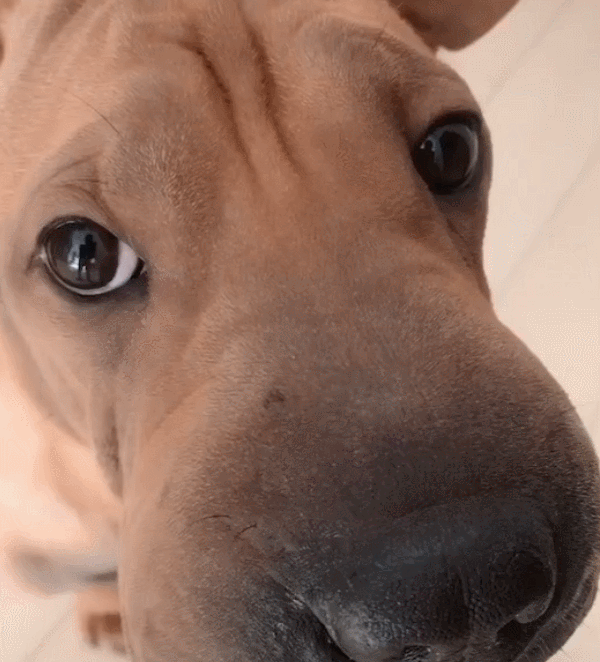 主人说自家狗长得很像"脏脏包",当狗抬起头后,网友:更像了!