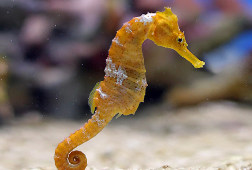 海马竟违反了由雌性负责生育的自然规则海马为何如此奇特