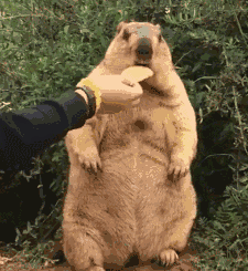 给土拨鼠喂吃的,非得放嘴边才肯吃,你这么胖就是因为懒吧?