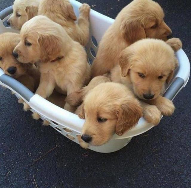 在街上遇见一窝金毛,一窝柴犬,一窝哈士奇,你选哪一个?