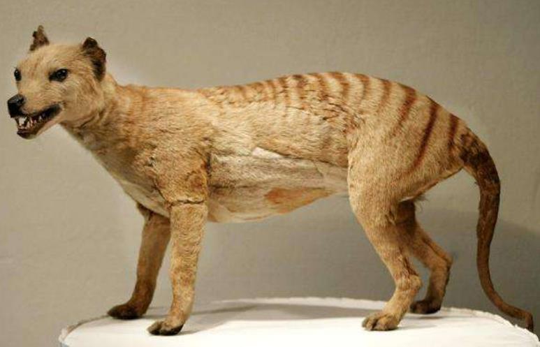 5种被目击的灭绝动物第3种为远古物种存活几率大