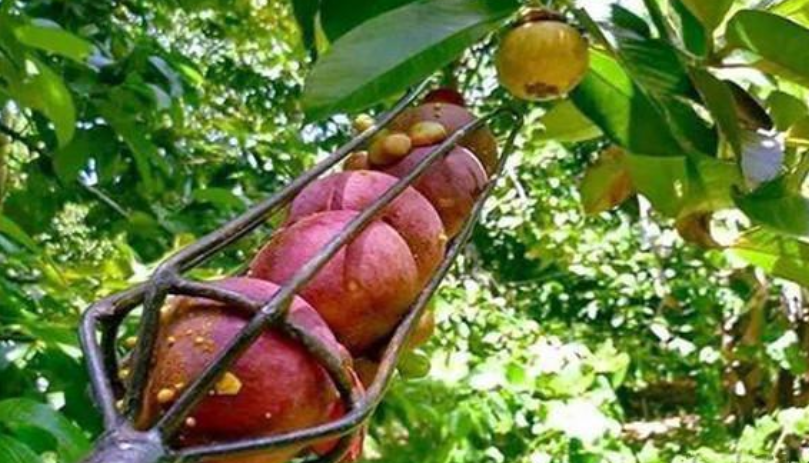 热带果中皇后,竟和榴莲是夫妻果,很多人感慨吃不起