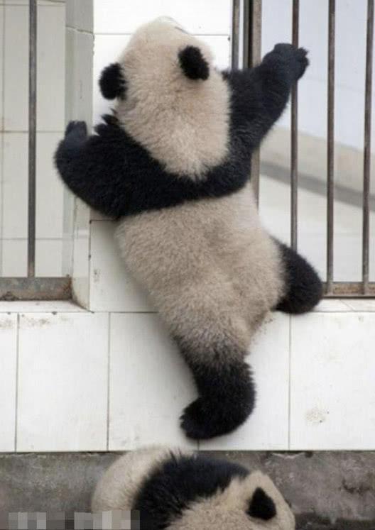 熊猫当众想要越狱出逃,儿子跑来自愿当垫板,下一秒后却尴尬了!