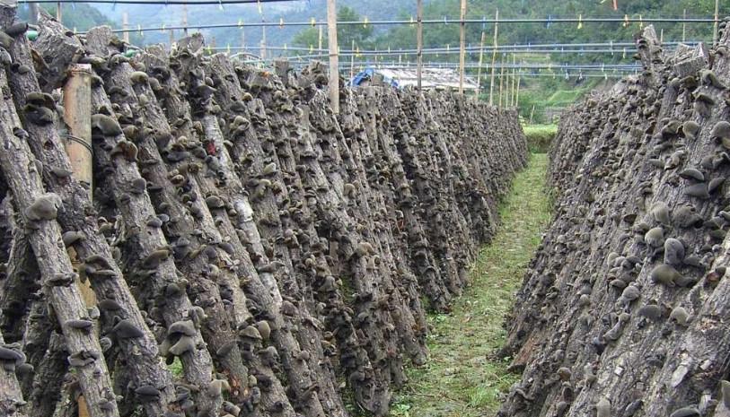 很多地方都摆满了种植好的树段,那上面长了很多黑木耳.