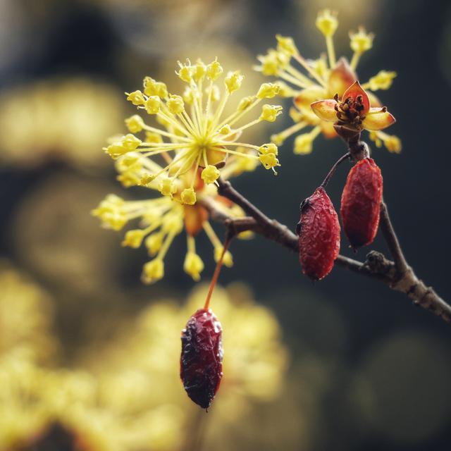 佛坪|山茱萸|佛坪县_新浪新闻