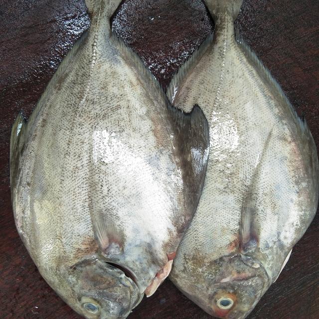 香煎黑鲳鱼,鱼肉鲜嫩入味,还带有肉汁