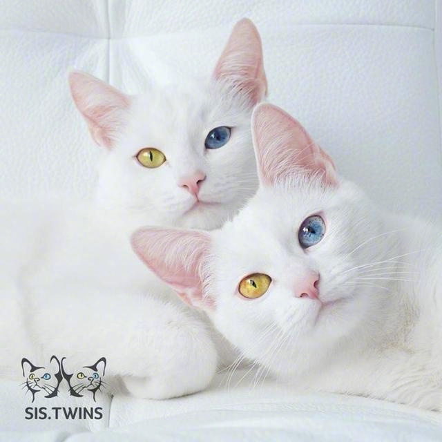 俄罗斯的一对异色瞳猫咪,被萌翻了!漂亮
