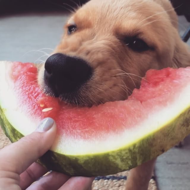 夏天就是要大口大口吃西瓜呀