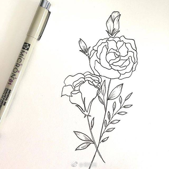 花卉植物手绘线稿bybianca