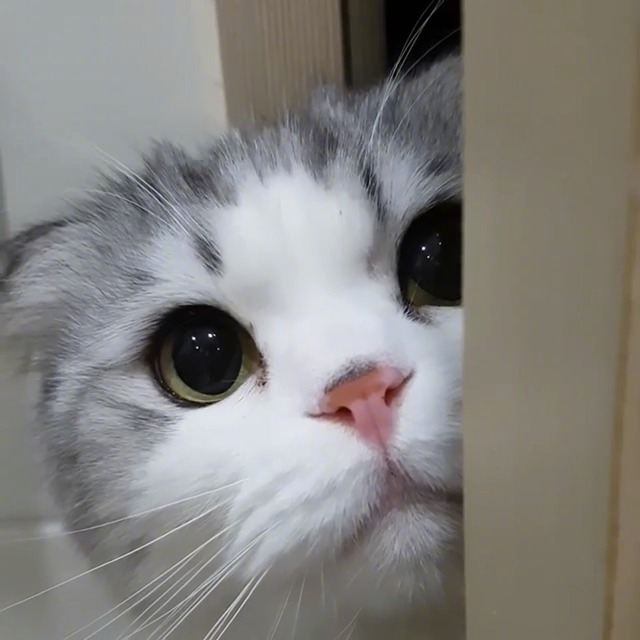 暗中观察的小可爱,再盯,我就要亲你了!