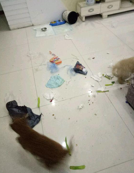 金毛专搞破坏,家里一片狼藉,主人无奈之下果断买了狗笼子!