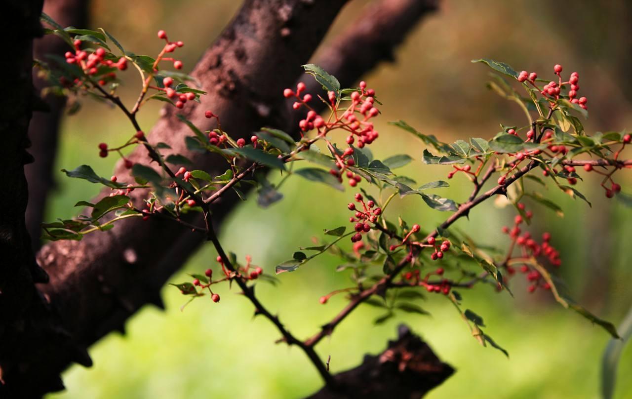 花椒,落叶灌木或小乔木,可孤植又可作防护刺篱.