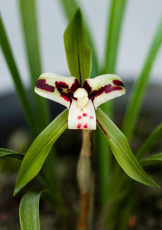 诗词里的中国丨兰花丨气若兰兮长不改,心若兰兮终不移