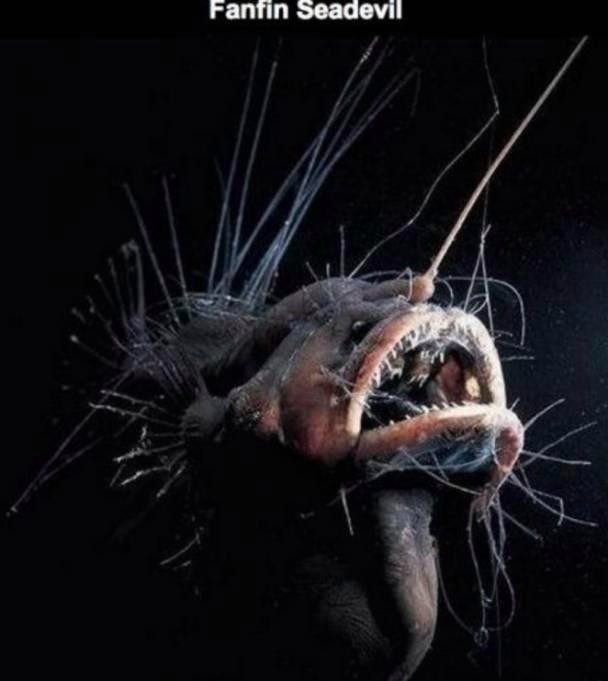 桶眼鱼,画风太后现代了