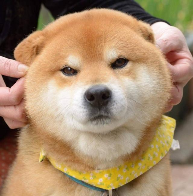 柴犬不愧是网红犬萌萌哒好想抱回家