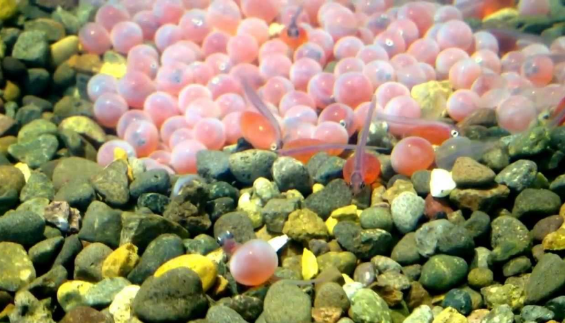 大马哈鱼竟可以跃过瀑布难道它们也想学鲤鱼跃龙门