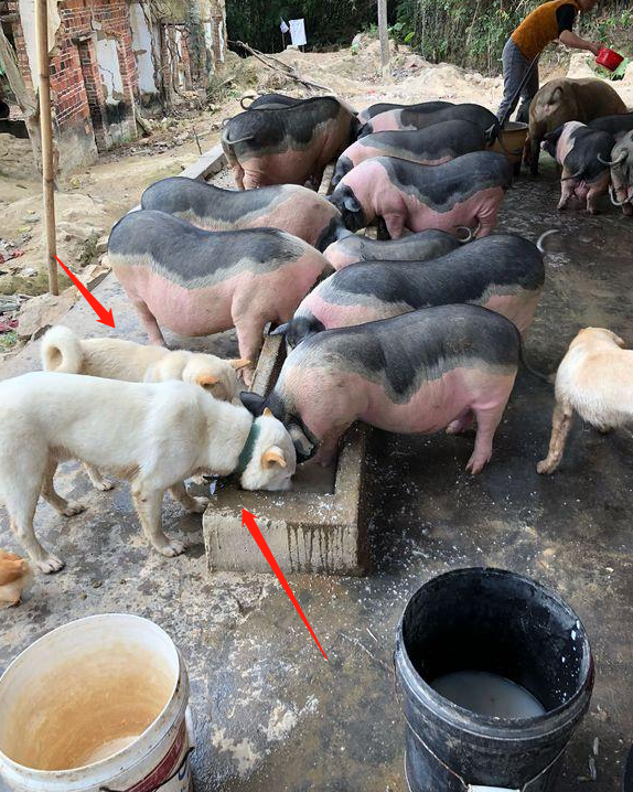 农村养猪场混进土狗,猪槽享用美食,走近瞧网友笑喷:看看人家!|土狗|养