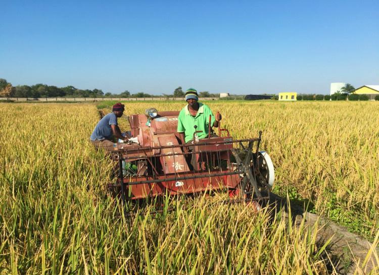 印度网友热议: 印度的水稻改革, 打破袁隆平记录