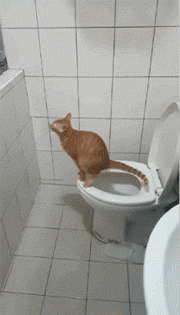 猫终于学会用马桶上厕所了|马桶|厕所|喵星人_新浪新闻