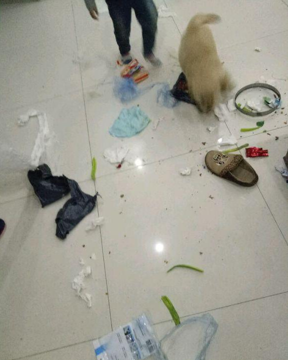 金毛专搞破坏,家里一片狼藉,主人无奈之下果断买了狗笼子!