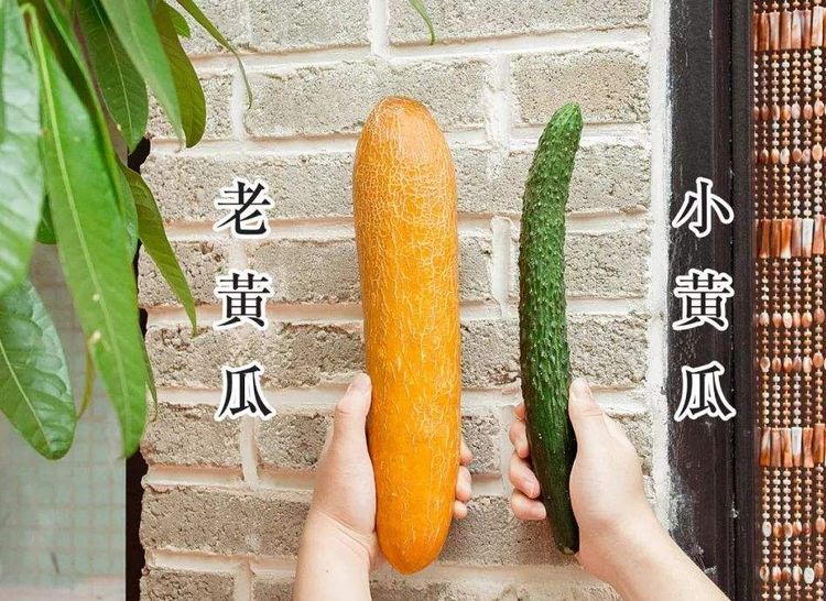 小伙种两棵黄瓜在院子里结了许多黄瓜一直没有摘结果他没想到