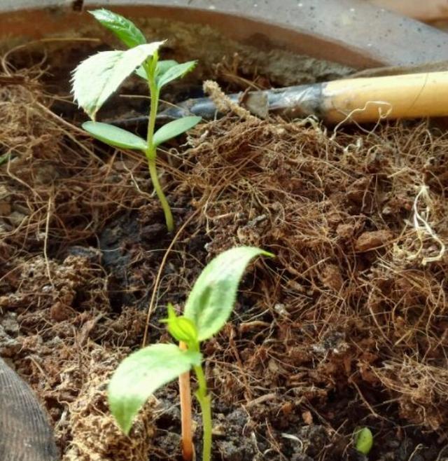 吃完的梨子核别丢,拿张餐巾纸加点水,来年长成一个小梨树