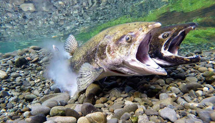 大马哈鱼竟可以跃过瀑布难道它们也想学鲤鱼跃龙门