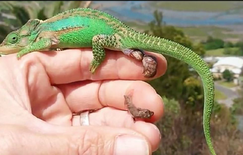 变色龙妈妈在饲主手上生26个小宝宝