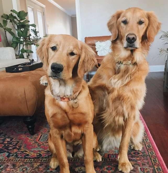 金毛合照总爱搭妹妹肩, 长姐风范维持半年