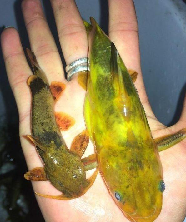 这种鱼比较怪异,从来没有见过,它的背上有一些尖刺,你见过吗