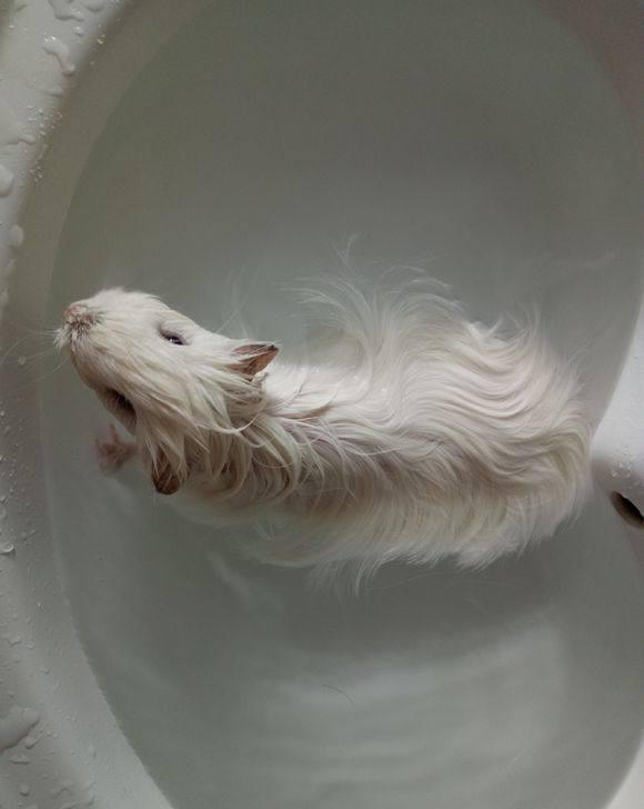 888克的纯白长顺荷兰猪,看完好想养一只了~|荷兰猪|大白|豚鼠_新浪