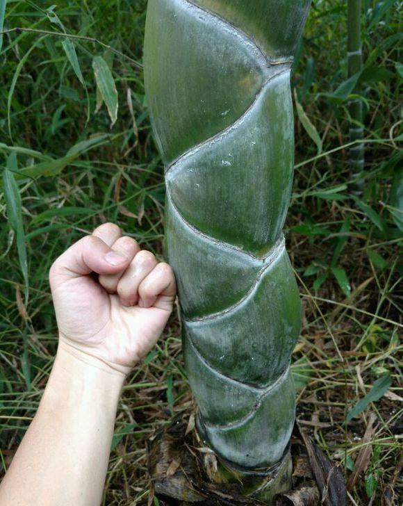 龟甲竹的价格跟它的长度是有关系的,龟甲竹的龟甲越长,它的价值就越高