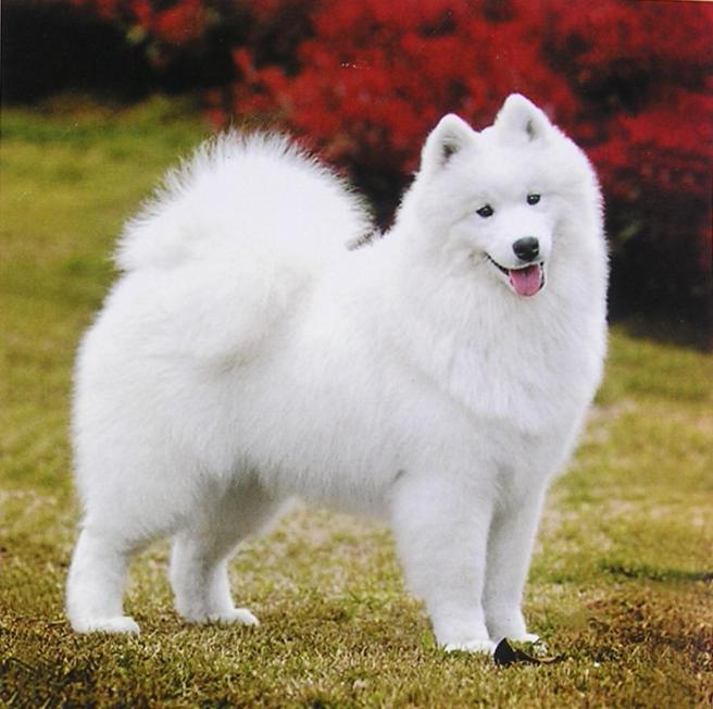 五种最好养活的宠物狗狗,哈士奇上榜,第一居然不是金毛