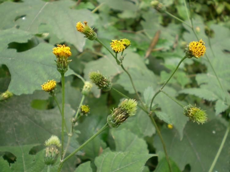 农村的这种野菜,治疗小儿腹泻很奇效