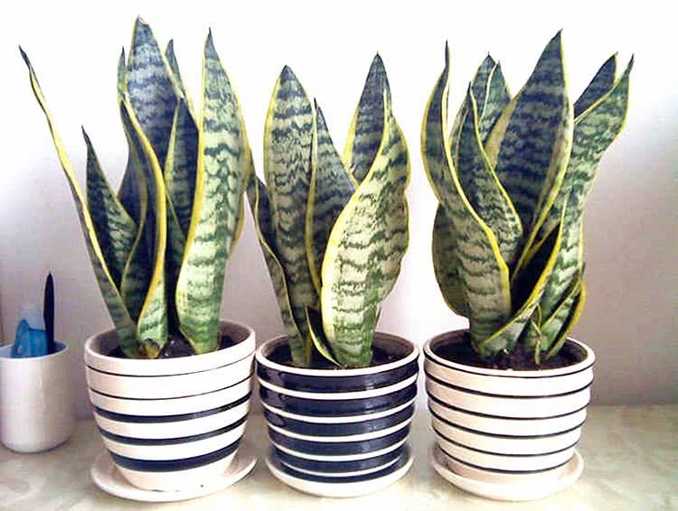 虎皮兰(虎皮兰开花图片)