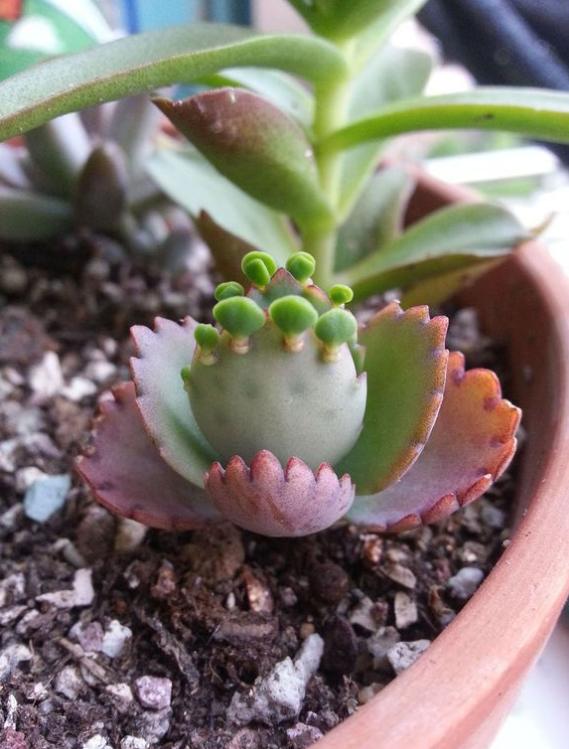 多肉宽叶不死鸟,通体绿色,观赏性强