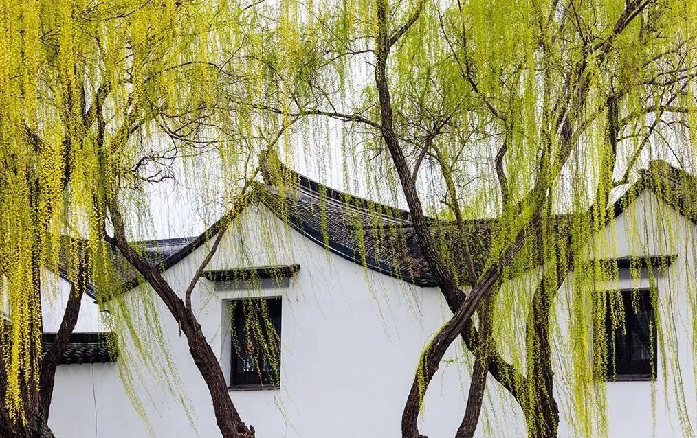 苏州的春天美食美景吴侬软语花柳有情唐朝诗人有诗赞