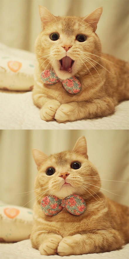 岛国的小胖橘pooh,今日份的吸_新浪看点