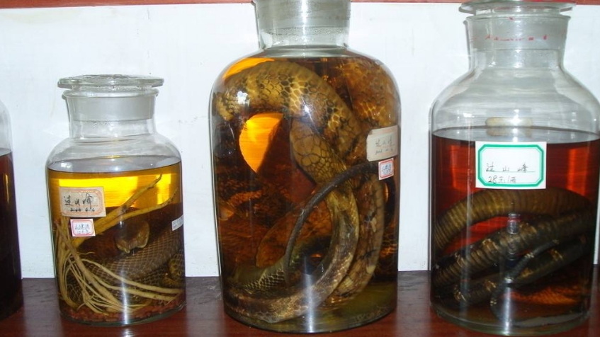 很多人喜欢用毒蛇泡酒,为什么毒蛇泡在酒里几年都不会死?
