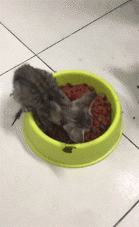 好啰嗦啊,不听不听,人家才不听你念经|念经|啰嗦|猫粮_新浪网