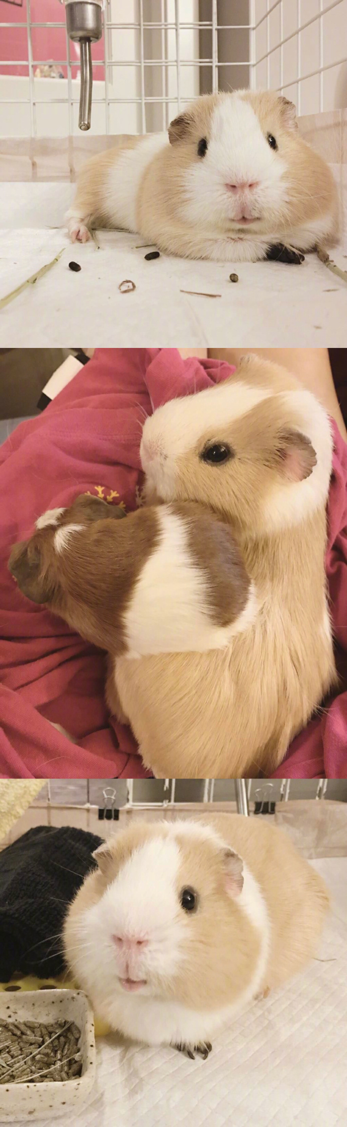 养荷兰猪可以同时满足养仓鼠和养猪的强烈愿望太可爱了