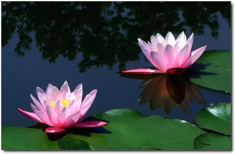 平衡式构图的画面不是左右两边静物形状,数量,大小,排列的对称,而是