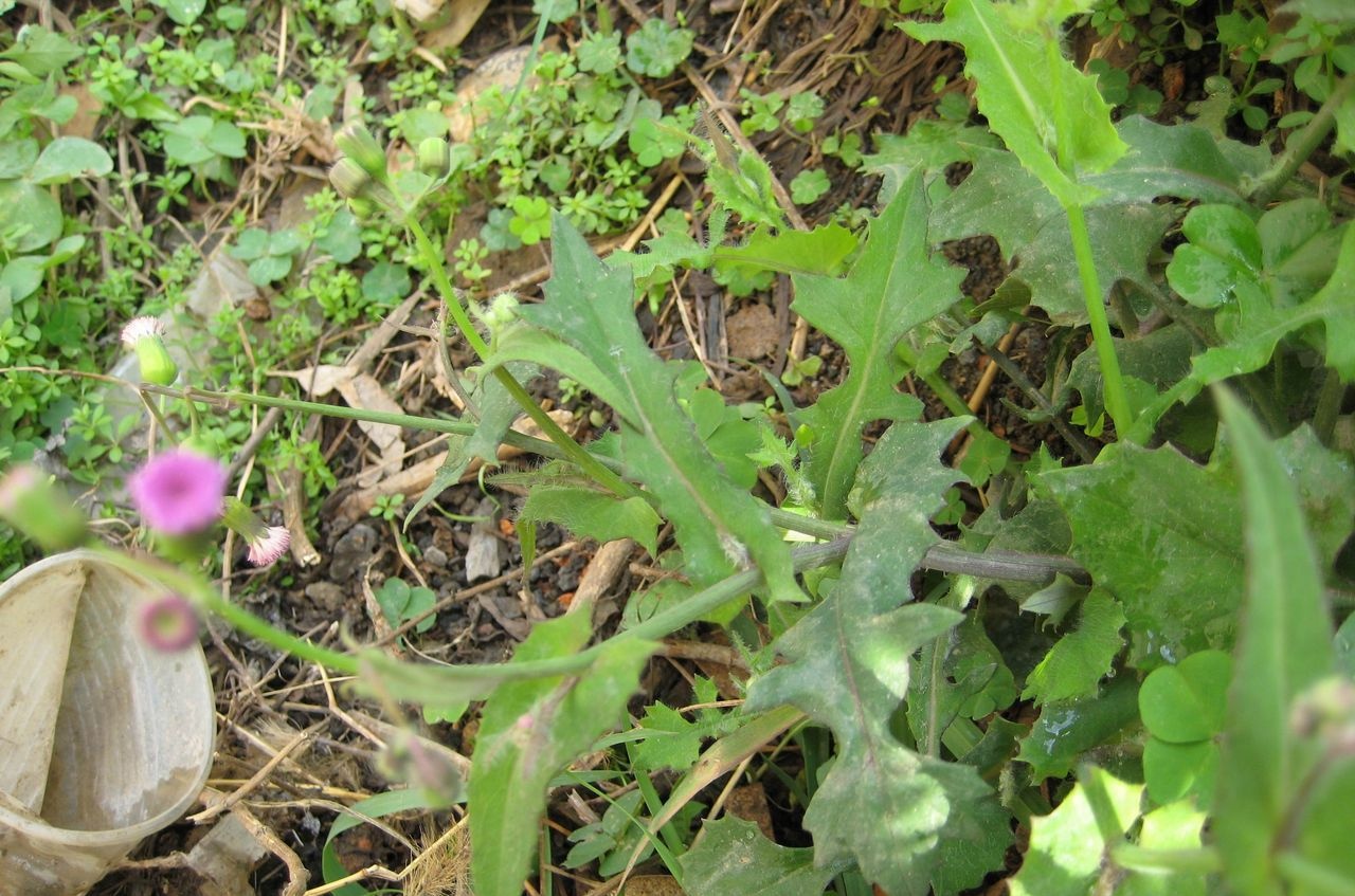一点红也被称作红背叶,羊蹄草,野木耳菜,红头草,叶下红,紫背叶